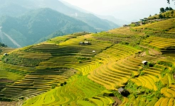 Mu Cang Chai Yen Bai